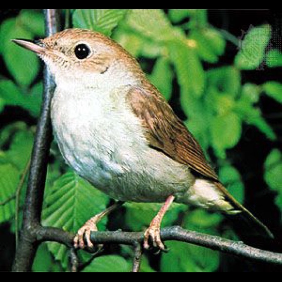 Meet your Posher, Cedar - Picture 1 of 1